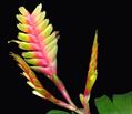Vriesia mariae
